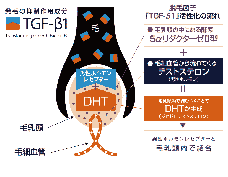 AGAのサイクル