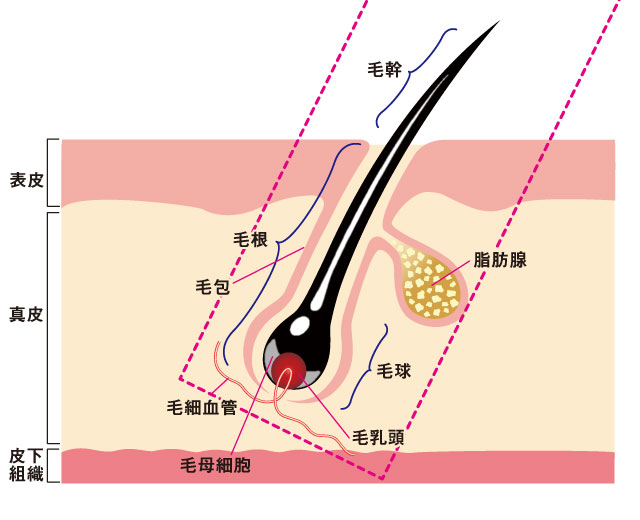 手術後の頭皮は優しく丁寧に扱う